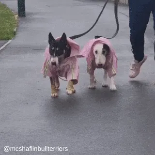 Reflective Dog Raincoat